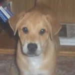 Toby