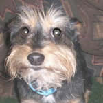 Trixie