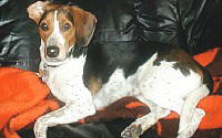 Daisy