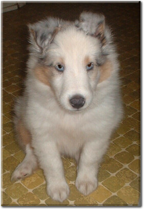 Rooks-Blue Merle Male