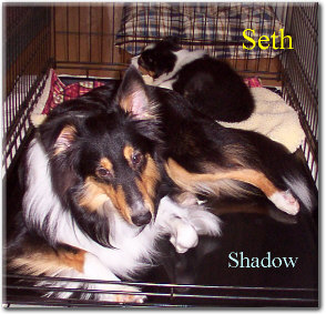 Seth -Tri Color Male
