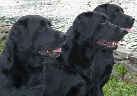 Missy, Nora, Ally
