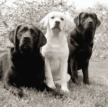 Gracie, Manny, Missy