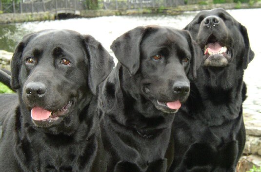 Nora, Ally and Missy