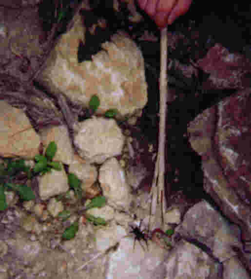 Gus saw this fellow on a hike