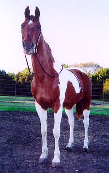 H.H. Kimberly eli "Berry", yksri
