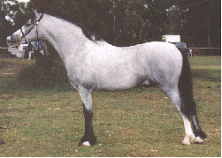 Sydney`s Symphony eli "Sydi"