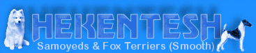 Hekentesh Samoyeds