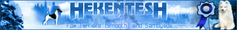 Hekentesh Samoyeds & Fox Terriers (Smooth)