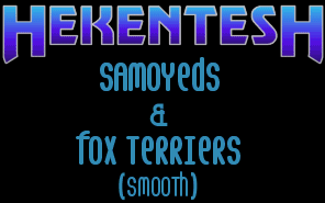 Hekentesh Samoyeds & Fox Terriers (Smooth) - Click here to enter our site!