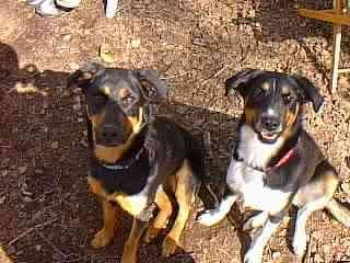 I suppose these two pictures should be on a different site altogether, but, until I build a new web site, here they'll be! In this picture, 'Thena is about 18 months and Sybil is about 11 months old.