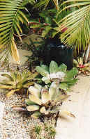 bromeliads_blueurn.JPG (156261 bytes)