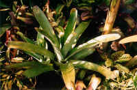 brome.jpg (45976 bytes)