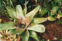 neoregelia_gee_whiz.jpg (48744 bytes)