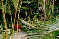 waterfall_side4jpg.jpg (32189 bytes)
