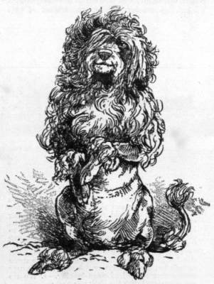 The poodle picture accompanying the poem