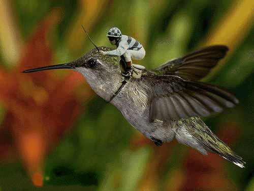 Man-On-bird