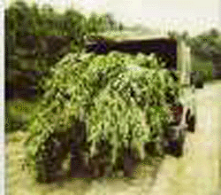 The Cops Take Our Buds!
