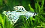 Ormskinnsguppy