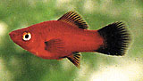 Platy