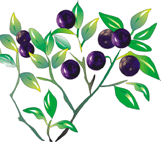 Vaccinium Myrtillus 
