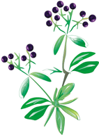 Sumbucus Nigra