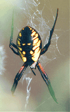 Click to enlarge