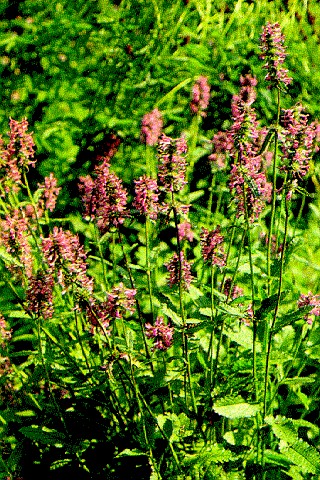 BET�NICA  -  Stachys officinalis