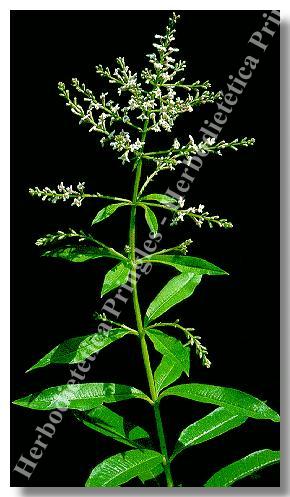 CEDR�N  -  Aloysia triphylla