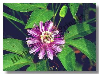 PASIONARIA  -  Passiflora incarnata 