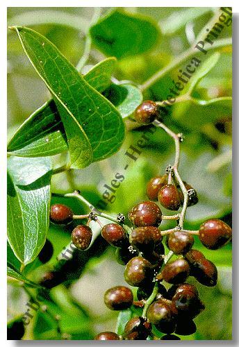 ZARZAPARRILLA  -  Smilax campestris Gris.