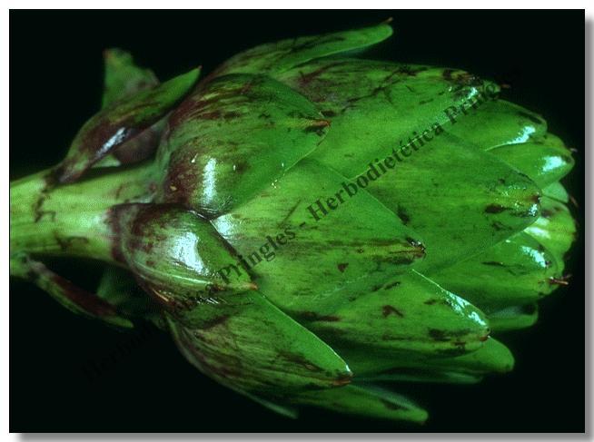 ALCACHOFA  -   Cynara scolymus L.