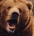 brown bear