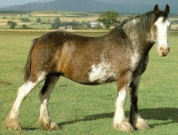 clydesdale.gif (21616 bytes)