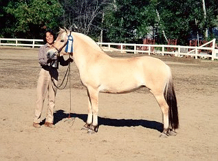 Hevosenkeng�n Semolina