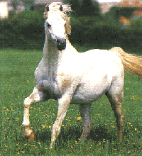 valkonenponi.gif (37140 bytes)