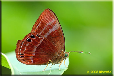 Malayan Plum Judy (Male)