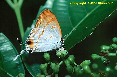 Hypolycaena thecloides thecloides
