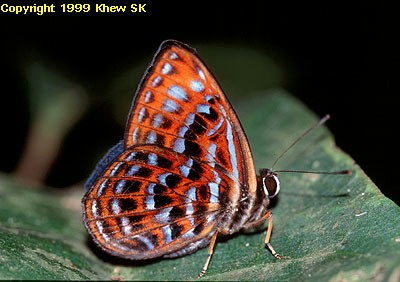 The Lesser Harlequin