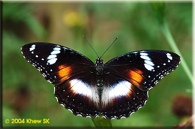 Great Eggfly female f-nerina