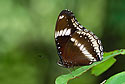 Jacintha Eggfly (Underside)