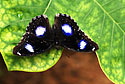 Jacintha Eggfly (Male)