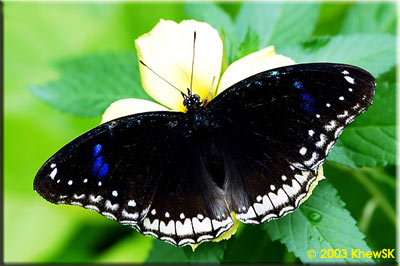 Jacintha Eggfly (Female)