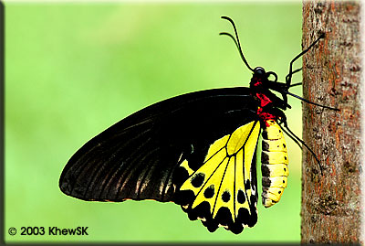 The Common Birdwing (Female)