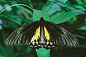The Common Birdwing (Female)