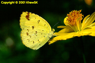 Common Grass Yellow