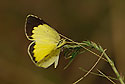 No Brand Grass Yellow