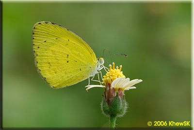 No Brand Grass Yellow (Male)
