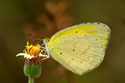 No Brand Grass Yellow (Female)