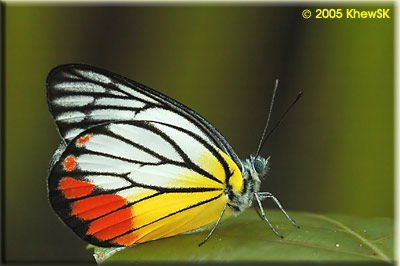 Painted Jezebel (Male)